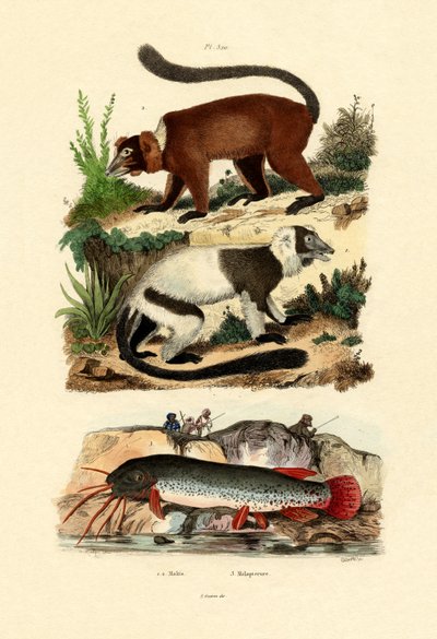 Ring-tailed Lemurs by French School